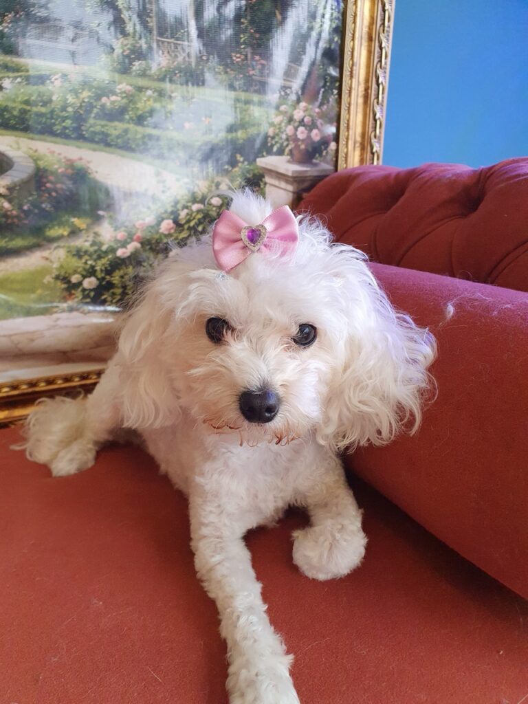 Cristal na Realeza Pets, foto 23