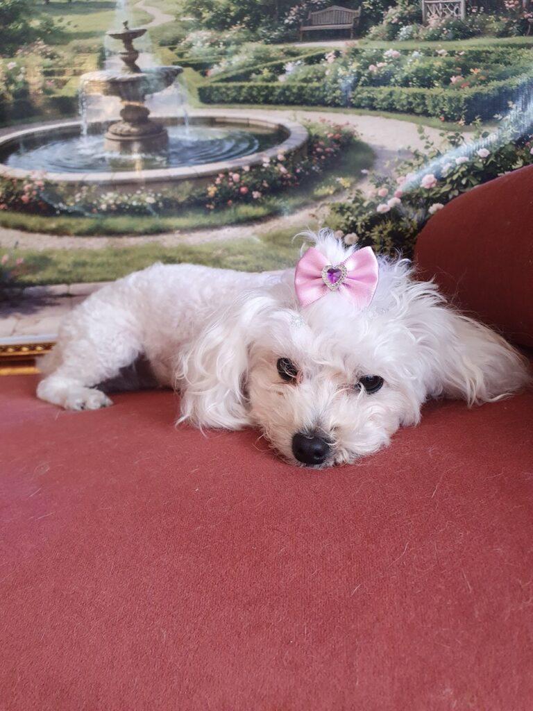 Cristal na Realeza Pets, foto 24