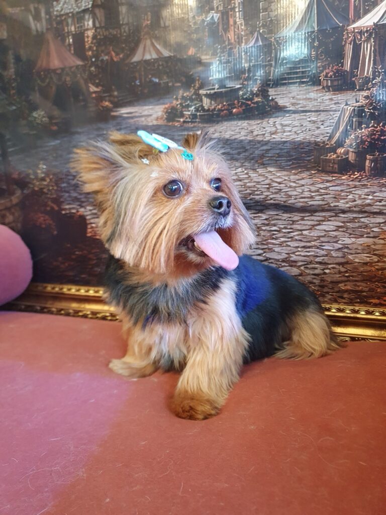 Malu na Realeza Pets, foto 16