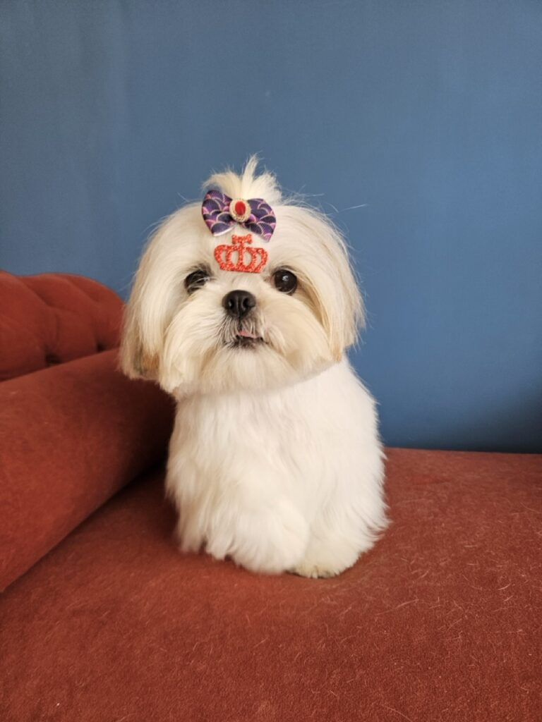 Foto de capa