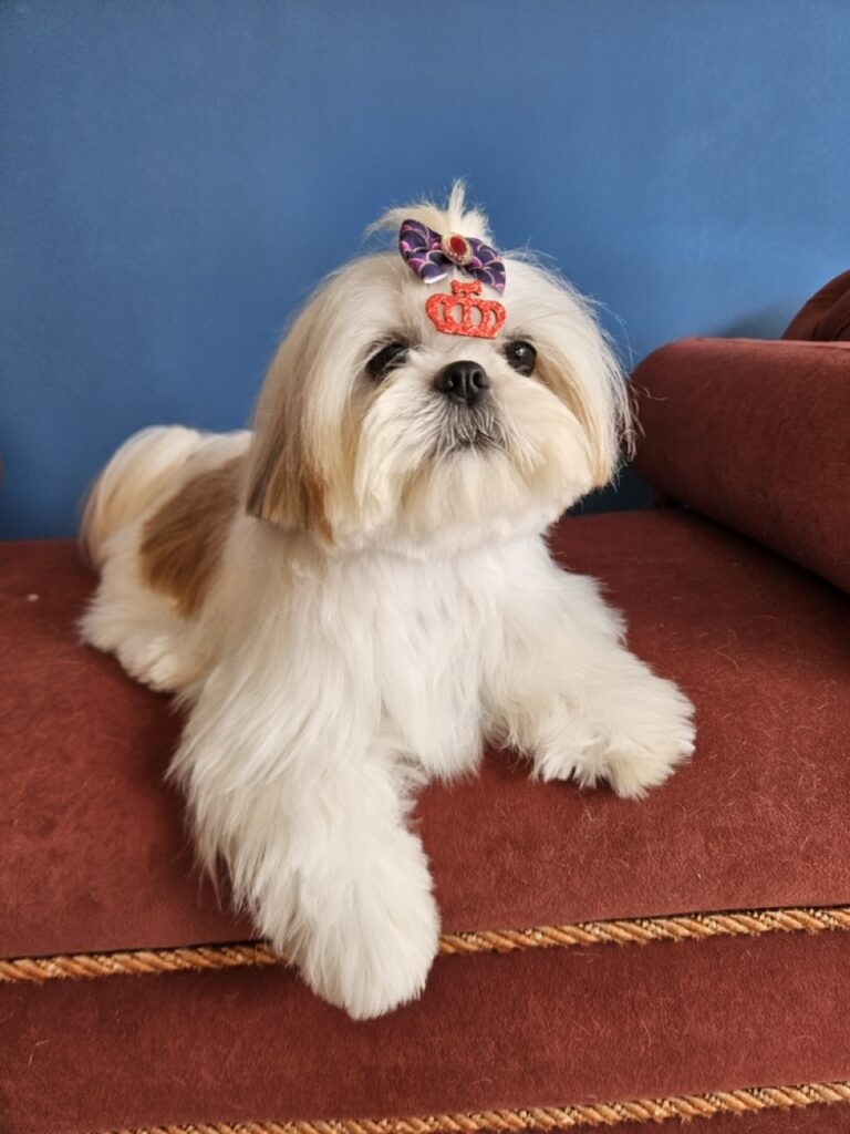 Amora Louise na Realeza Pets, foto 5