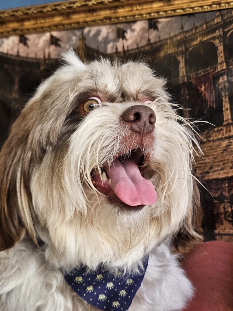 Ted na Realeza Pets, foto 18