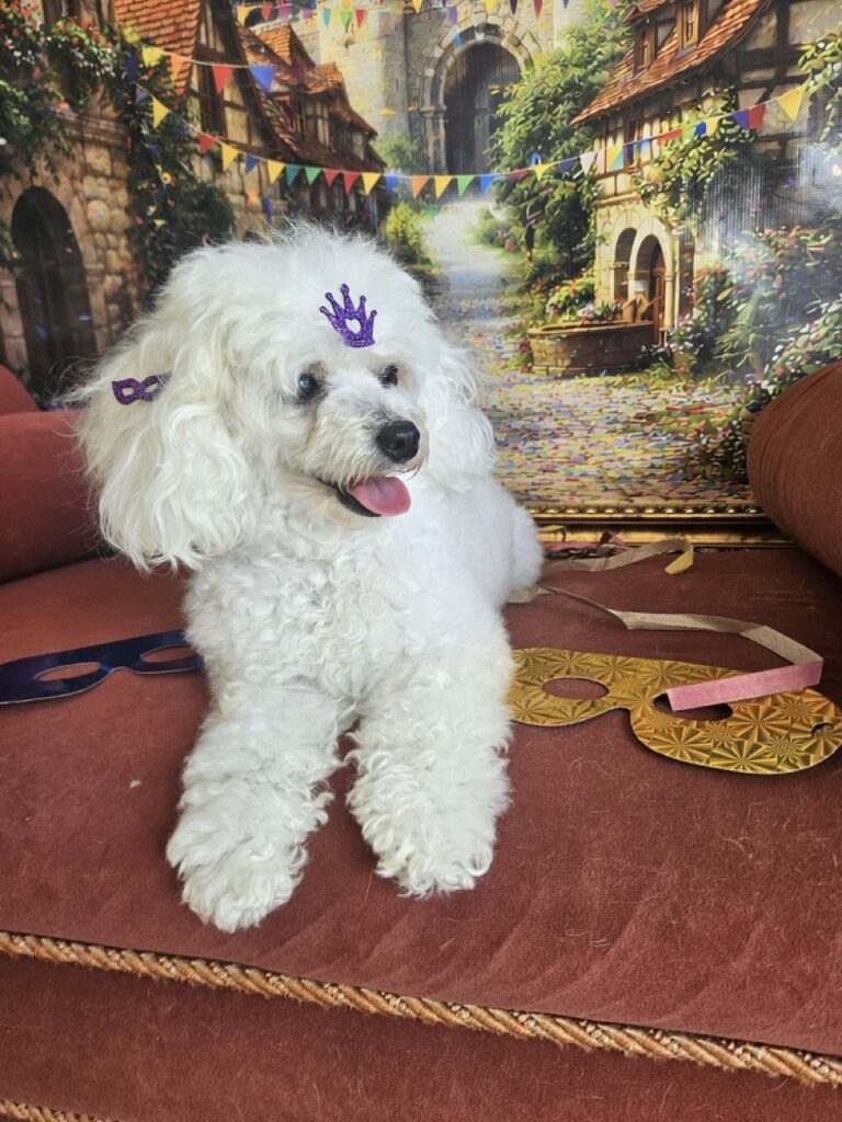 Cristal na Realeza Pets, foto 12