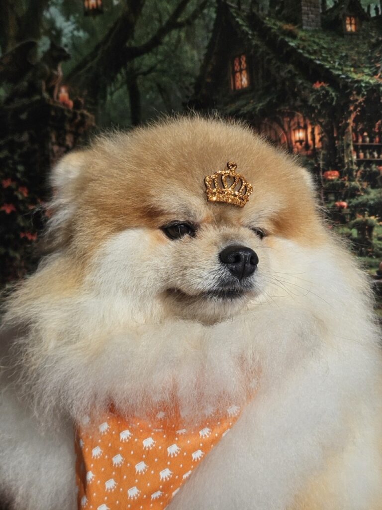 Kiko, Spitz atendido na Realeza Pets