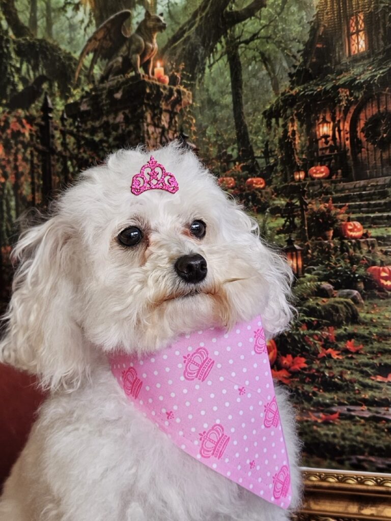 Cristal na Realeza Pets, foto 47