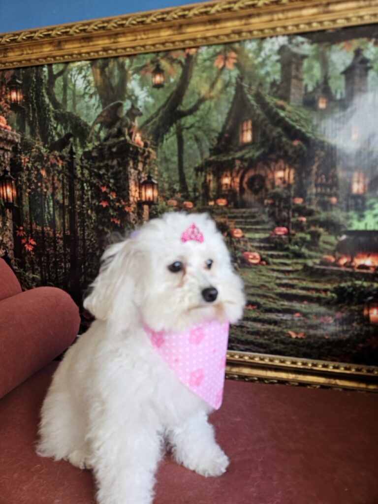Cristal na Realeza Pets, foto 48