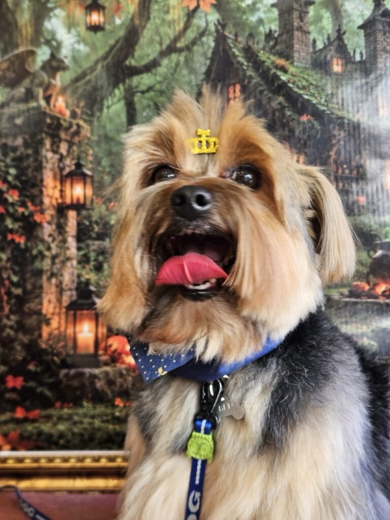 Fred na Realeza Pets, foto 52