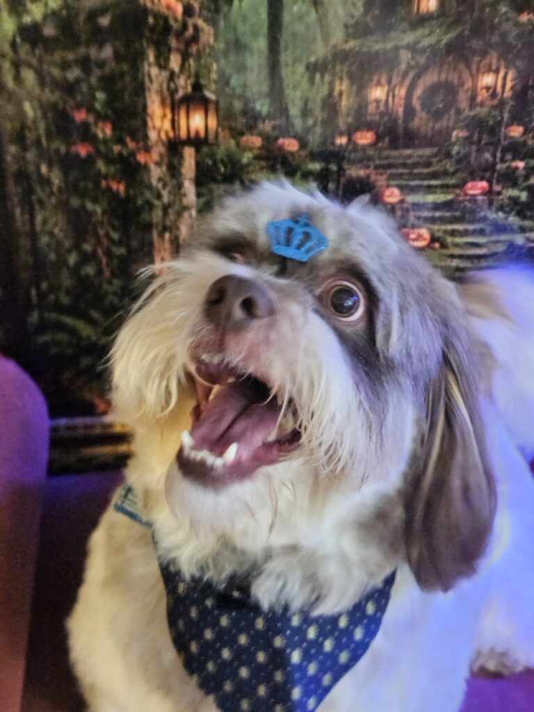 Ted, Shih Tzu atendido na Realeza Pets