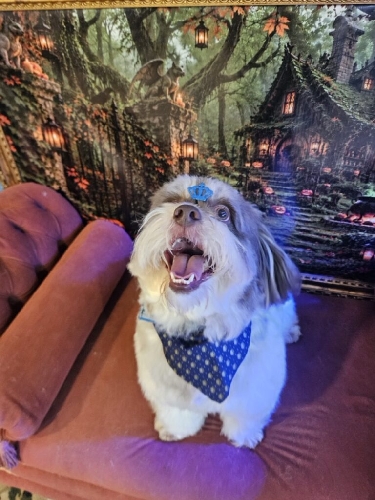 Ted na Realeza Pets, foto 24
