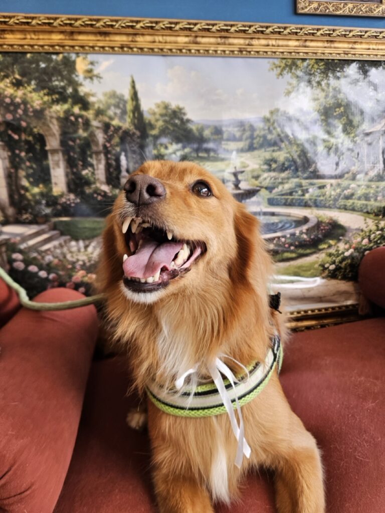 Apollo na Realeza Pets, foto 57