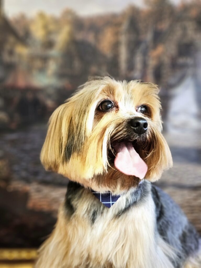 Fred na Realeza Pets, foto 30