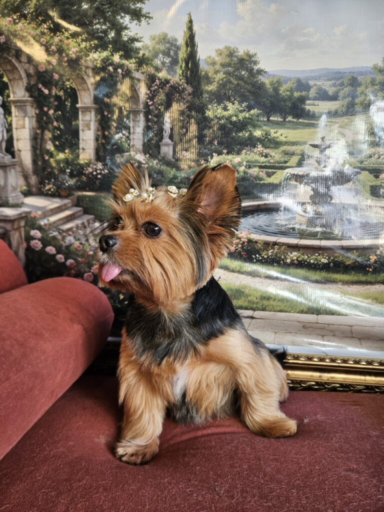 Malu na Realeza Pets, foto 15