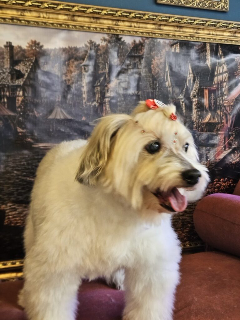 Foto de capa