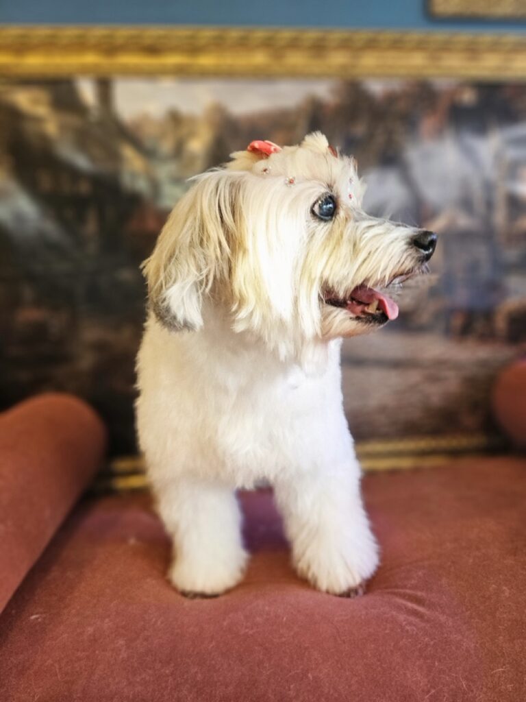 Alice na Realeza Pets, foto 5