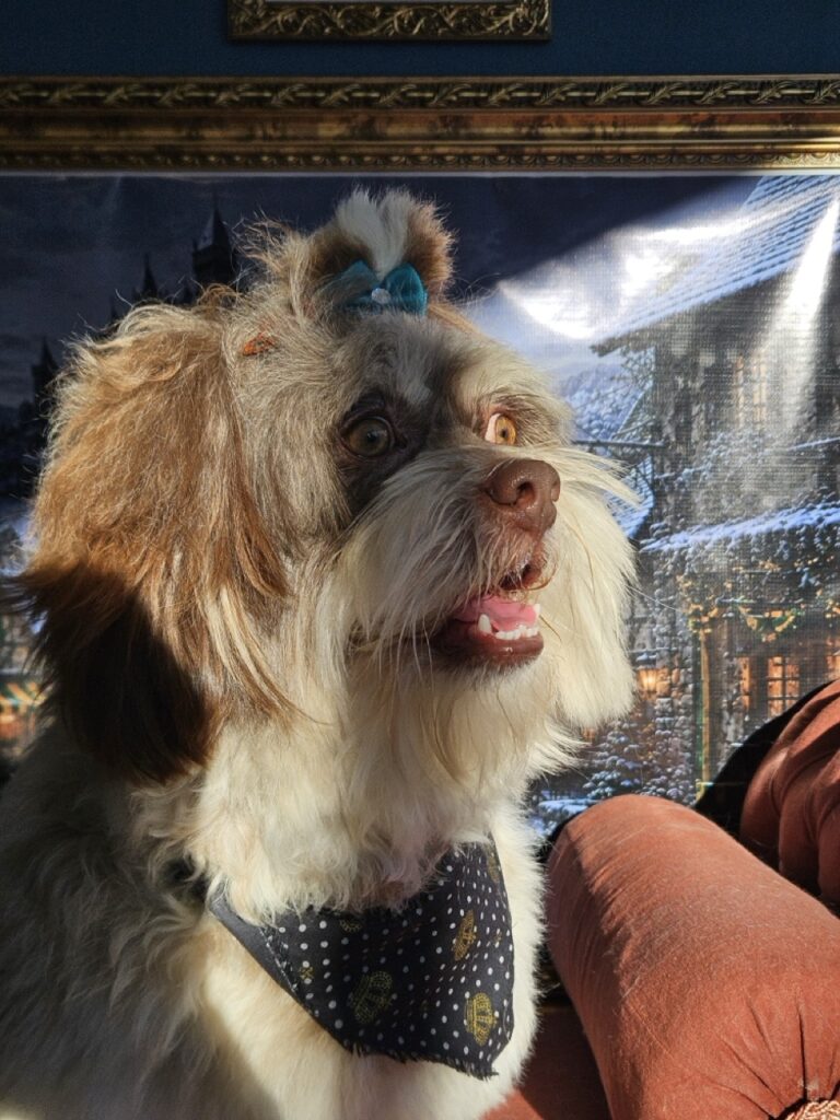 Ted na Realeza Pets, foto 14