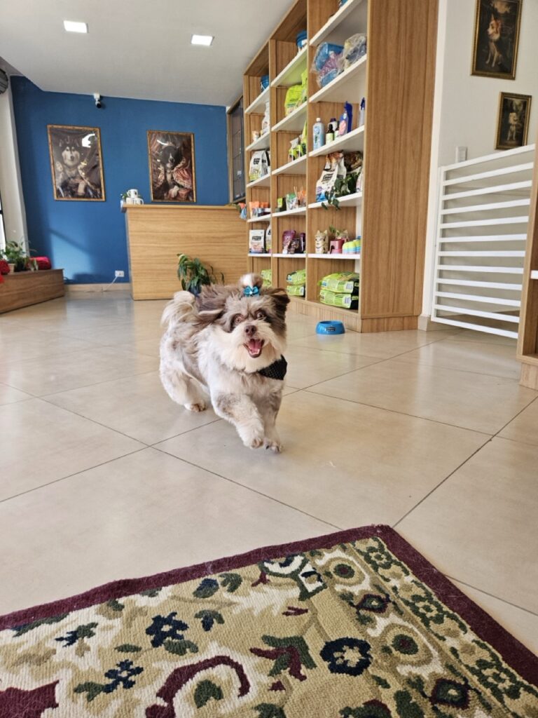 Ted na Realeza Pets, foto 15