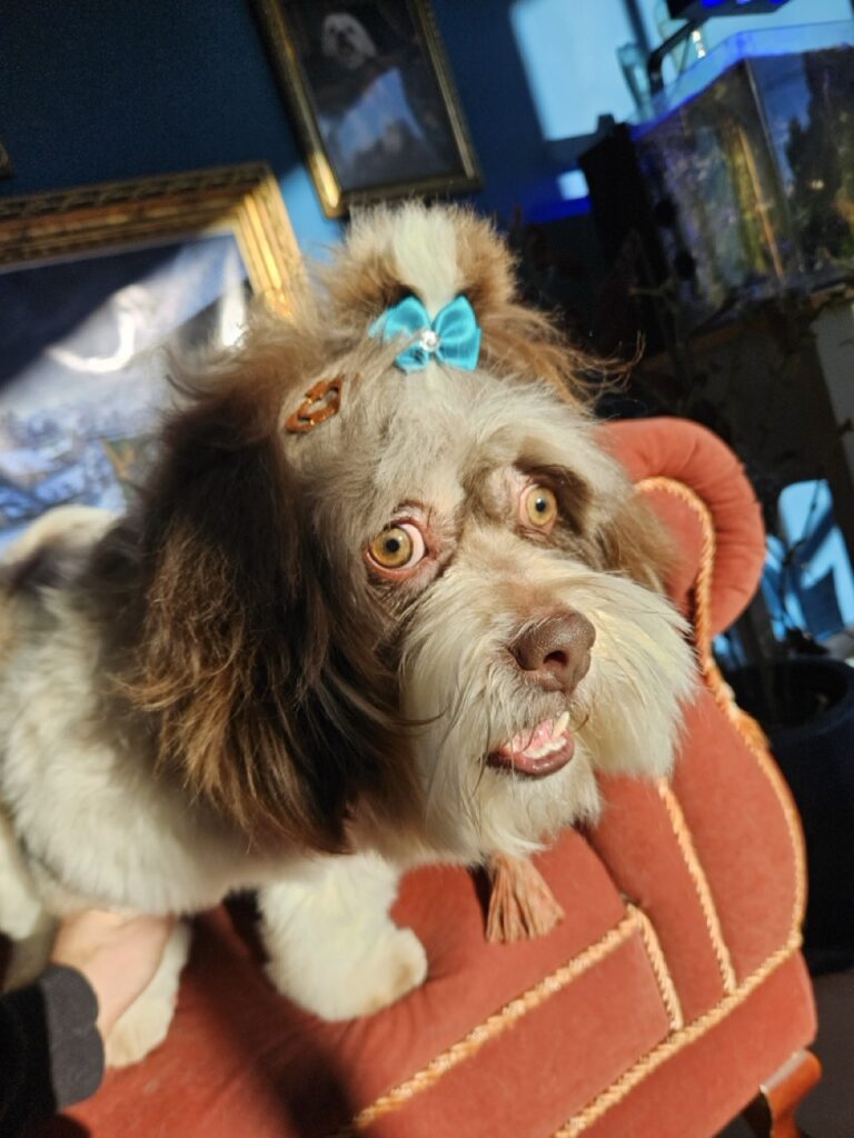 Ted na Realeza Pets, foto 16
