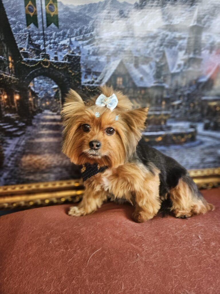 Malu na Realeza Pets, foto 22