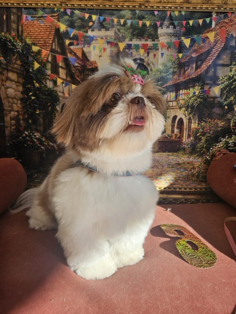 Mavie, Shih Tzu atendido na Realeza Pets