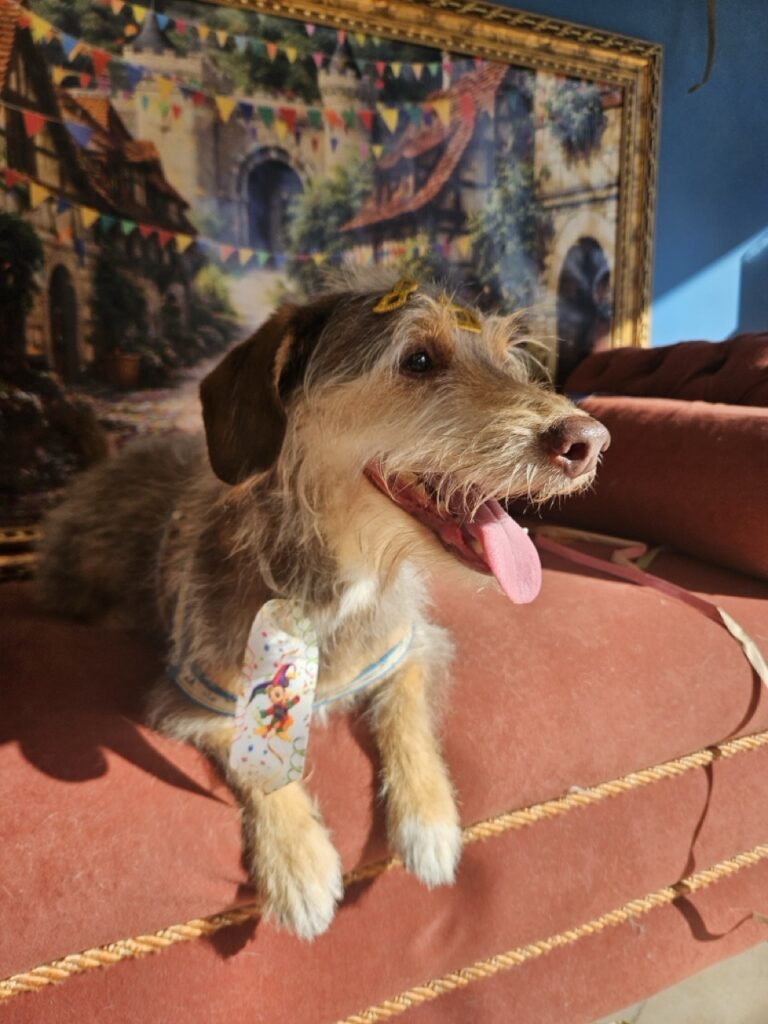 Foto de capa