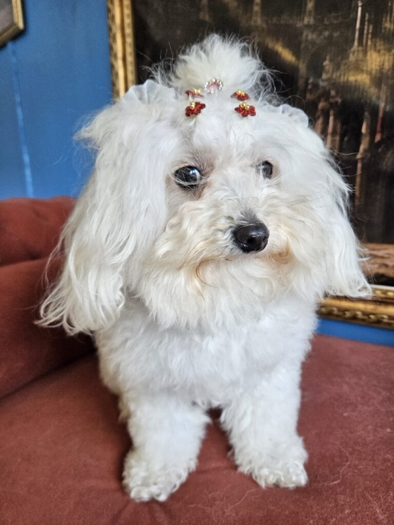 Cristal na Realeza Pets, foto 39