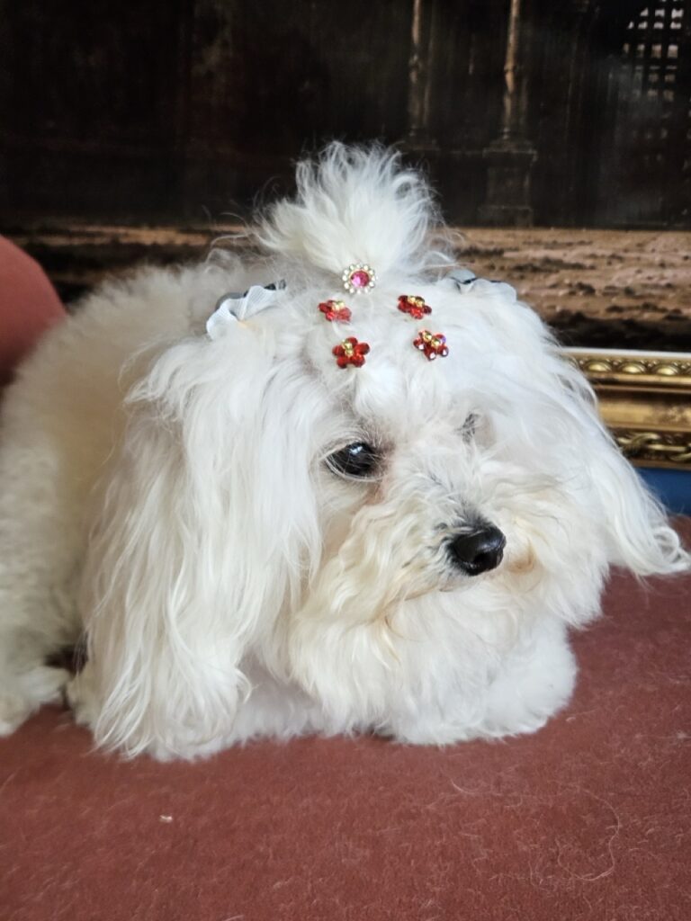 Cristal na Realeza Pets, foto 40