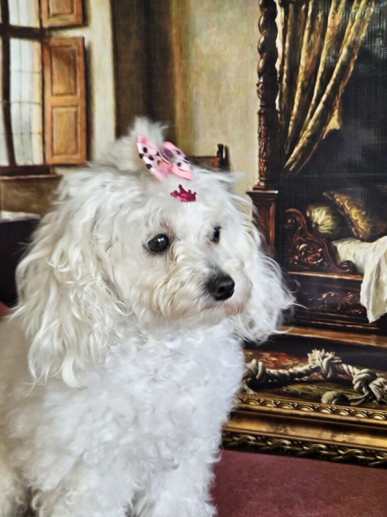Cristal na Realeza Pets, foto 17