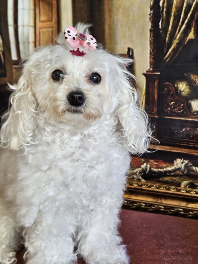 Cristal na Realeza Pets, foto 18