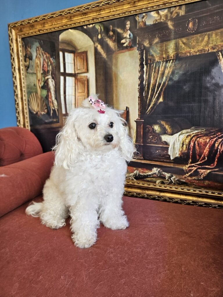 Cristal na Realeza Pets, foto 19