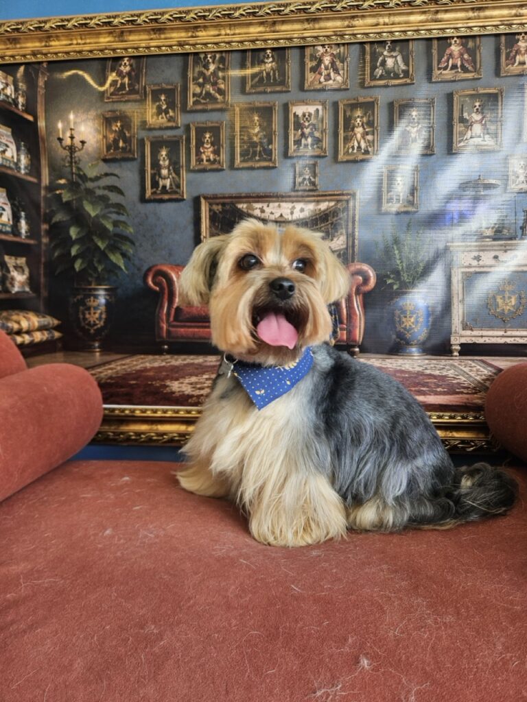 Fred na Realeza Pets, foto 49