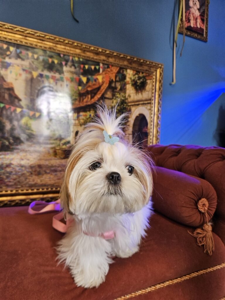 Amora Louise na Realeza Pets, foto 8