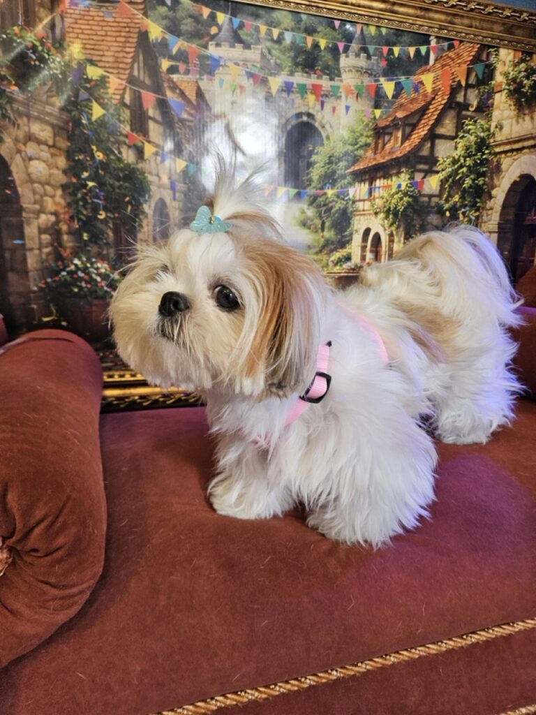 Amora Louise na Realeza Pets, foto 7
