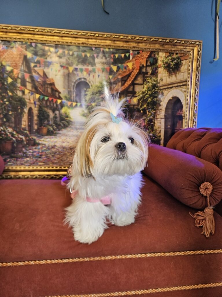 Amora Louise na Realeza Pets, foto 6