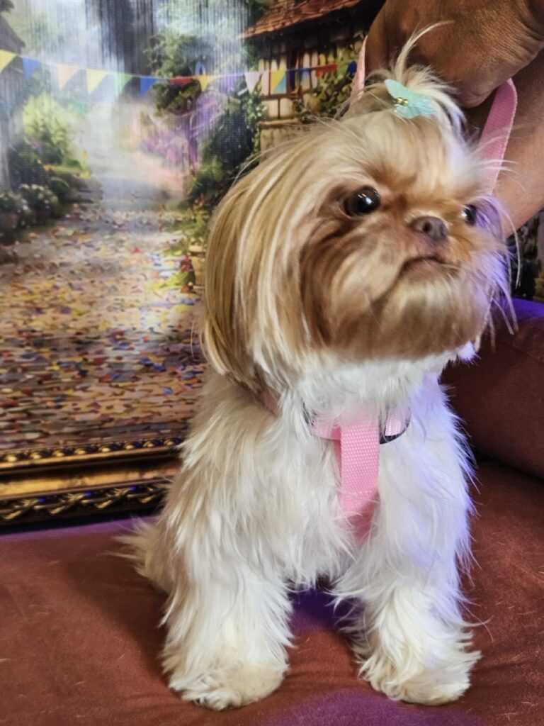 Aurora Catarina na Realeza Pets, foto 6