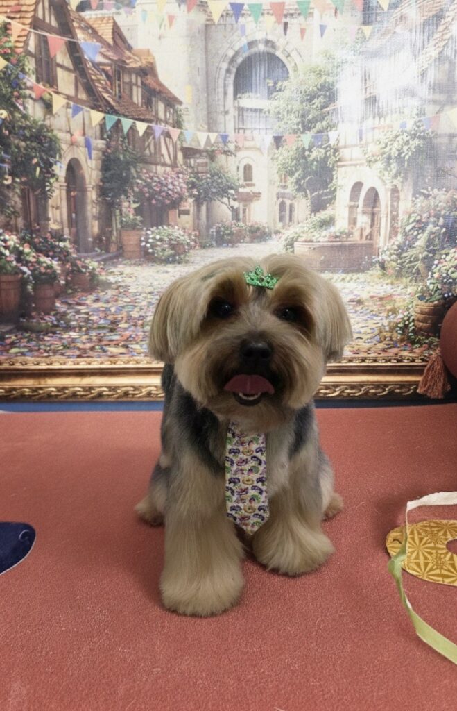 Fred na Realeza Pets, foto 10