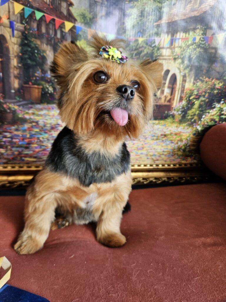 Malu na Realeza Pets, foto 7