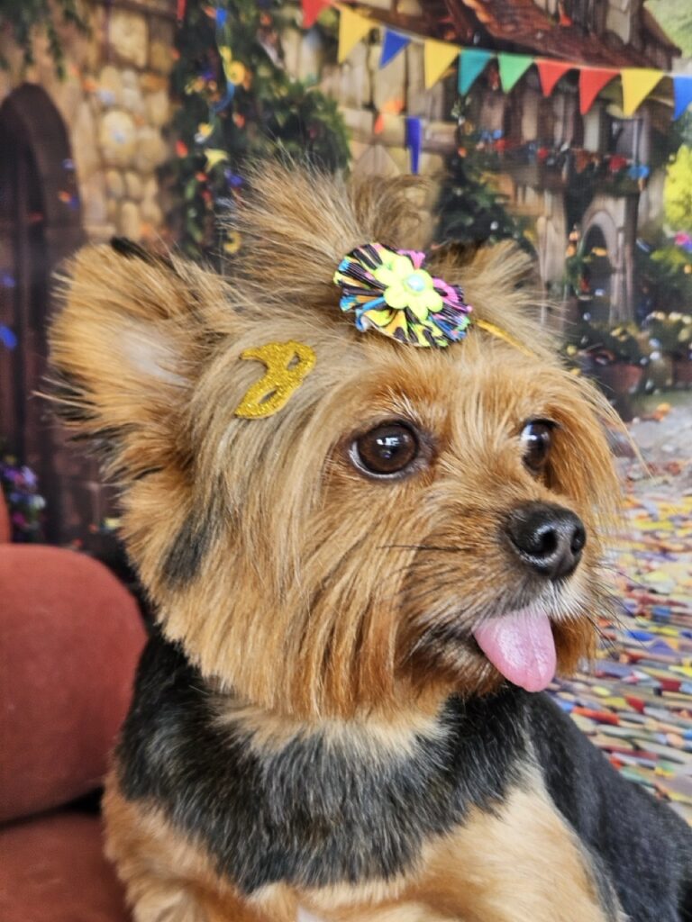 Malu na Realeza Pets, foto 9