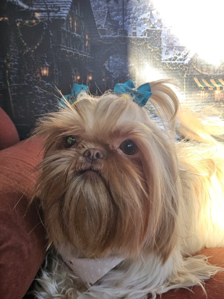 Aurora Catarina na Realeza Pets, foto 27
