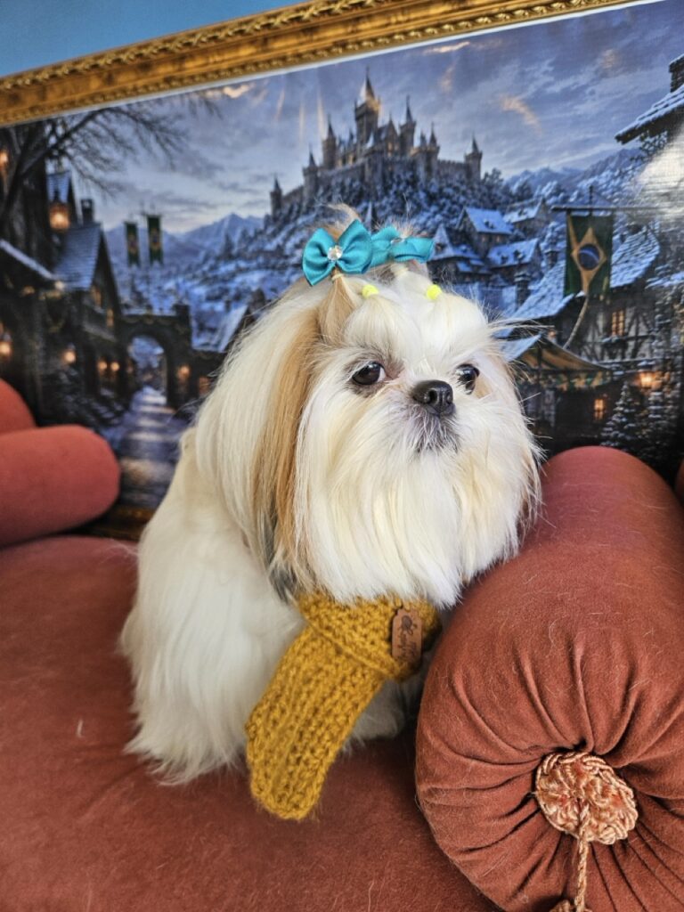 Amora Louise na Realeza Pets, foto 27