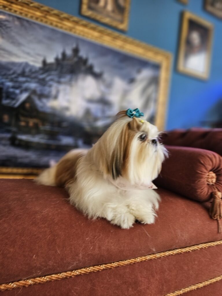 Amora Louise na Realeza Pets, foto 28
