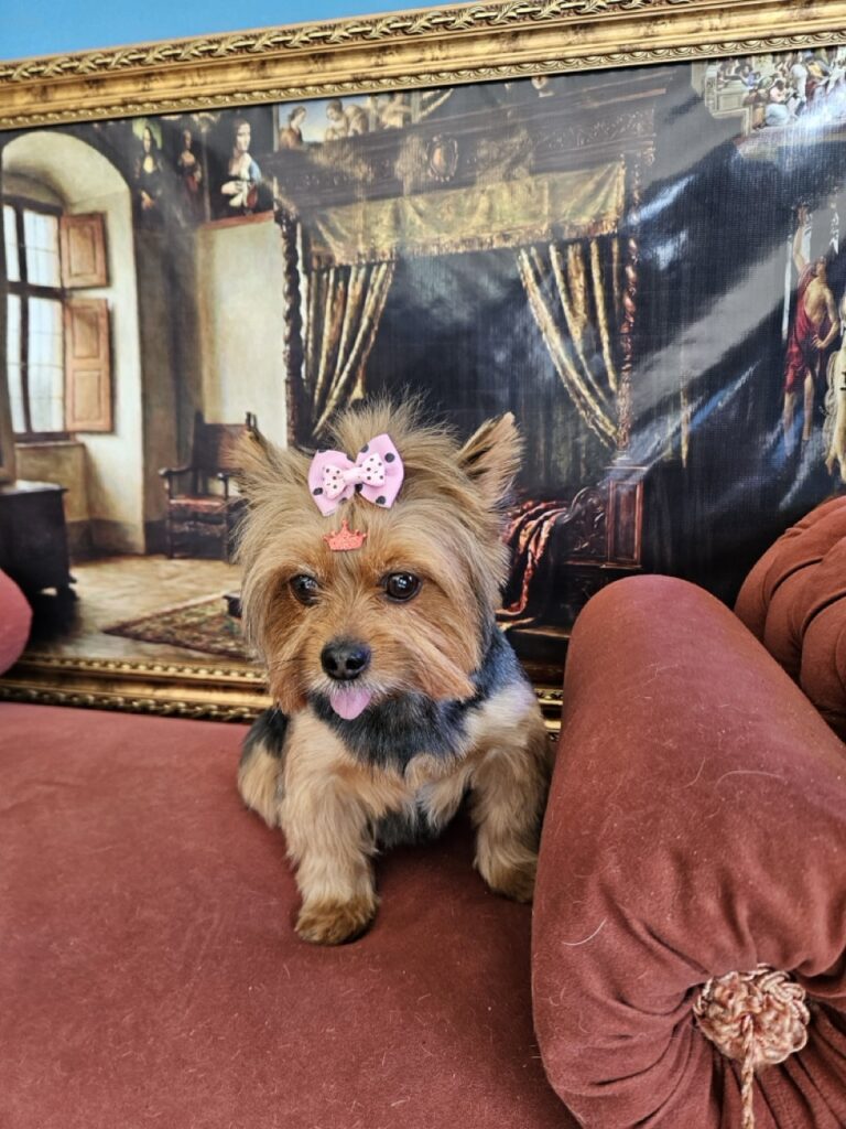 Malu na Realeza Pets, foto 10