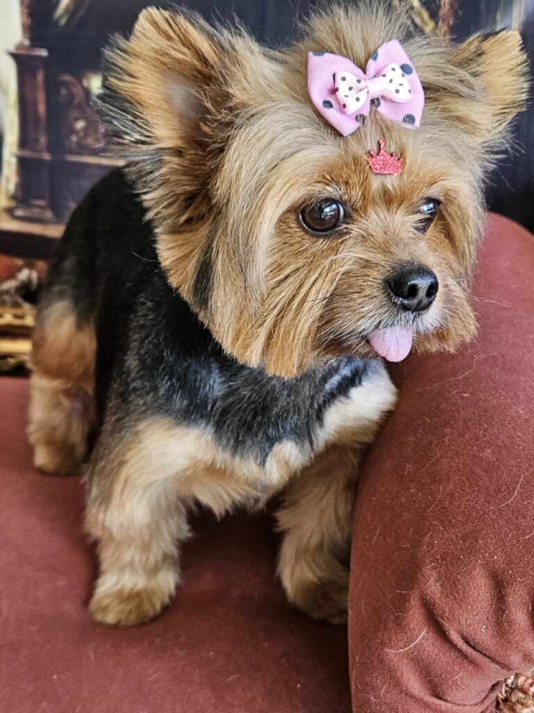 Malu na Realeza Pets, foto 11