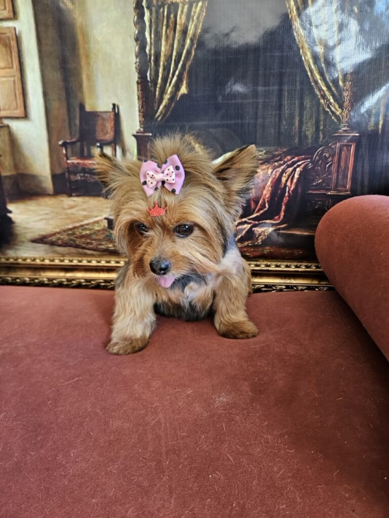 Malu na Realeza Pets, foto 12