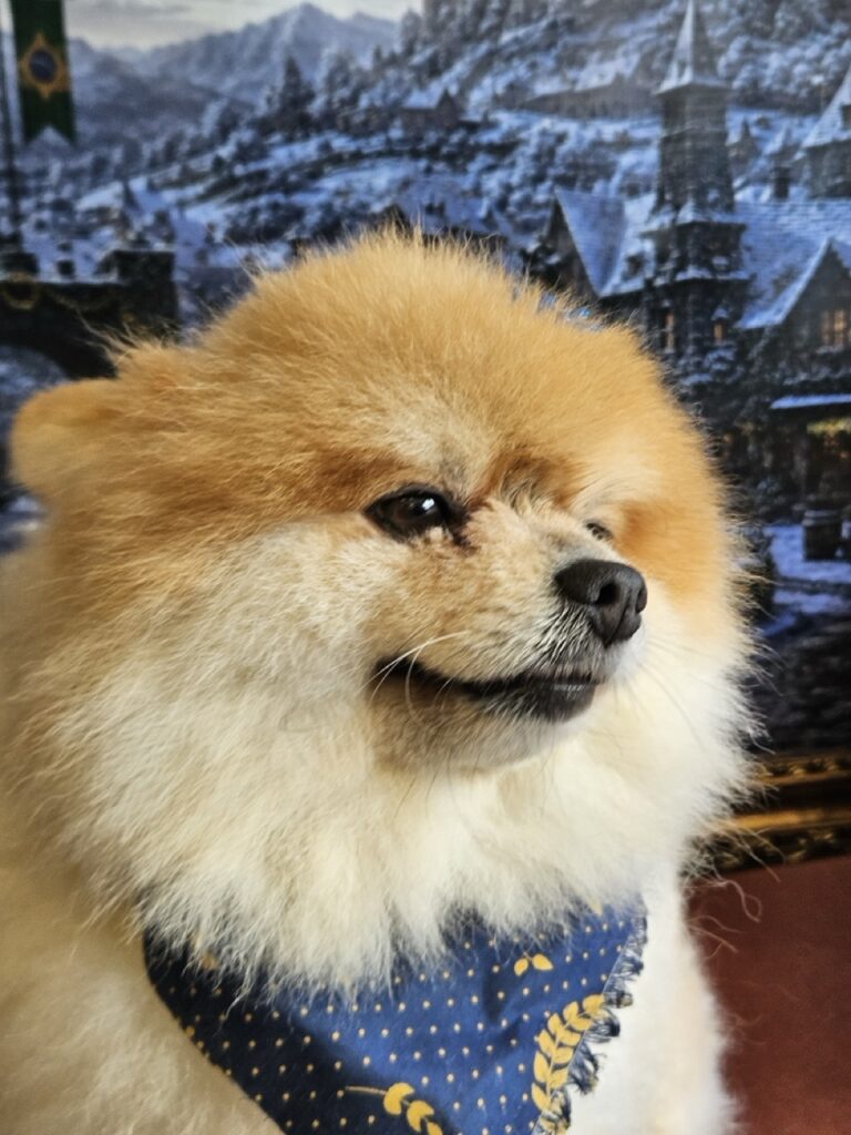 Kiko na Realeza Pets, foto 22