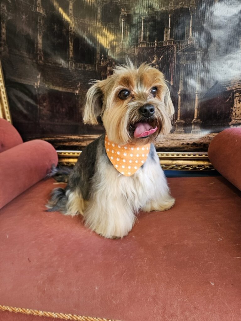 Fred na Realeza Pets, foto 45