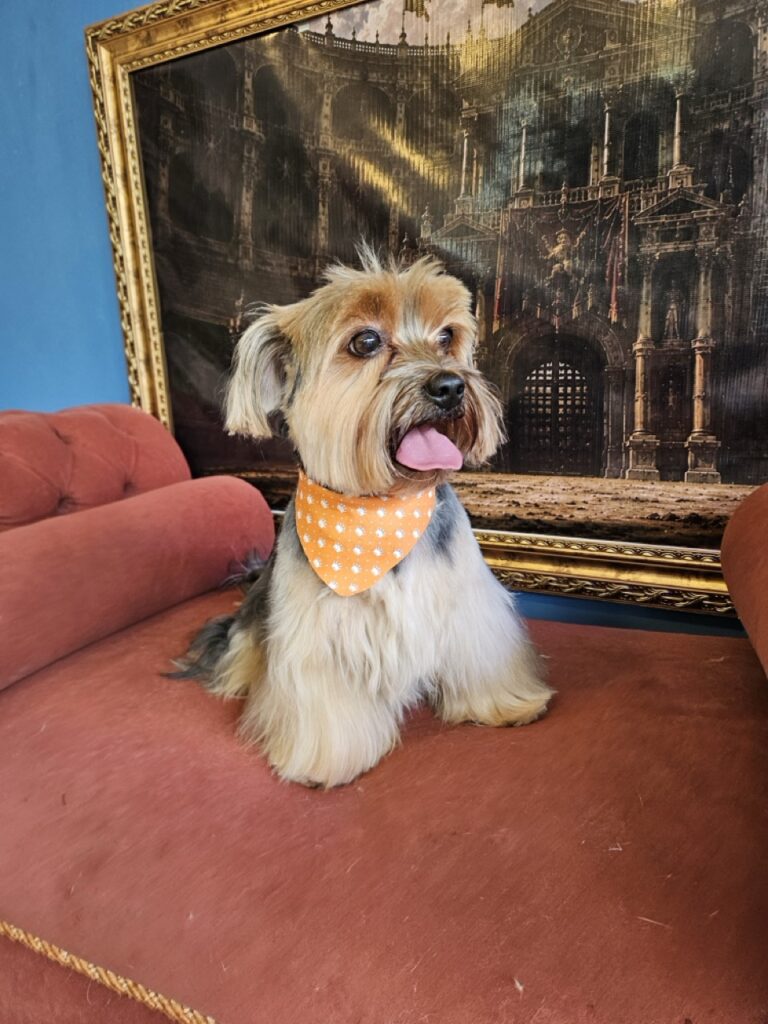 Fred na Realeza Pets, foto 46