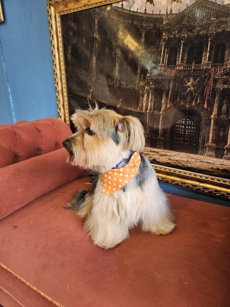 Fred na Realeza Pets, foto 47