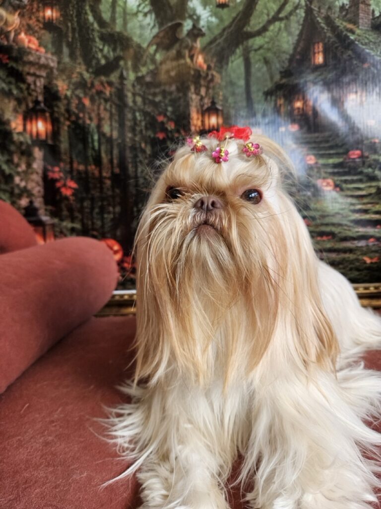 Aurora Catarina, Shih Tzu atendido na Realeza Pets
