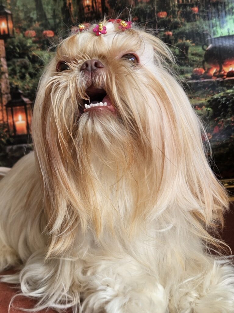 Aurora Catarina na Realeza Pets, foto 41