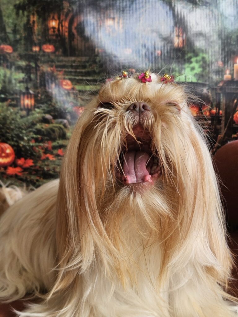 Aurora Catarina na Realeza Pets, foto 42